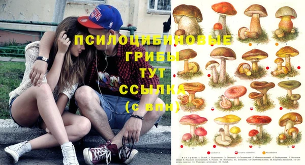 сатива Бородино